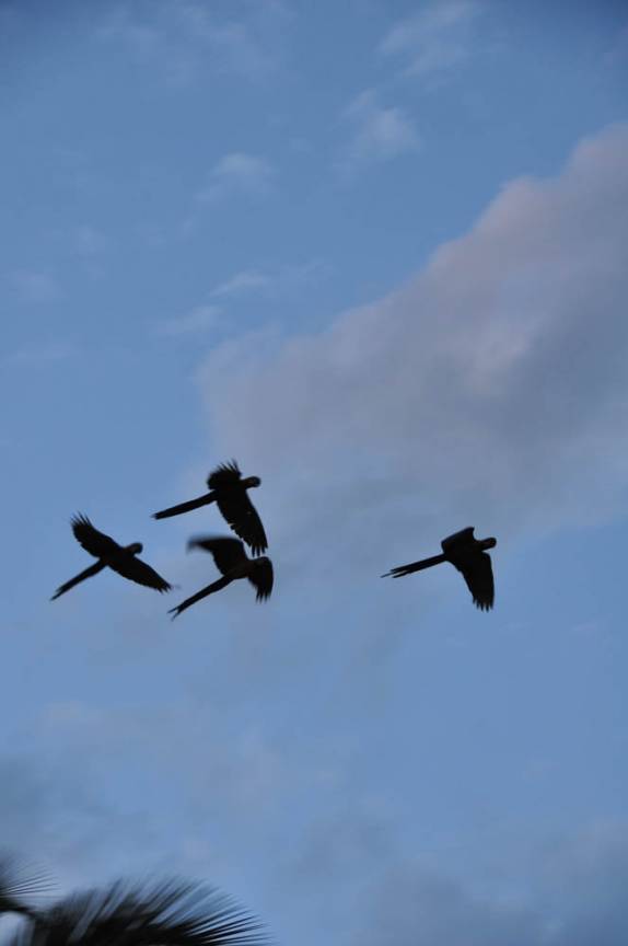 São dezenas de araras que frequentam, durante o entardecer, a Lagoa das Araras, em Bom Jardim, no Mato Grosso